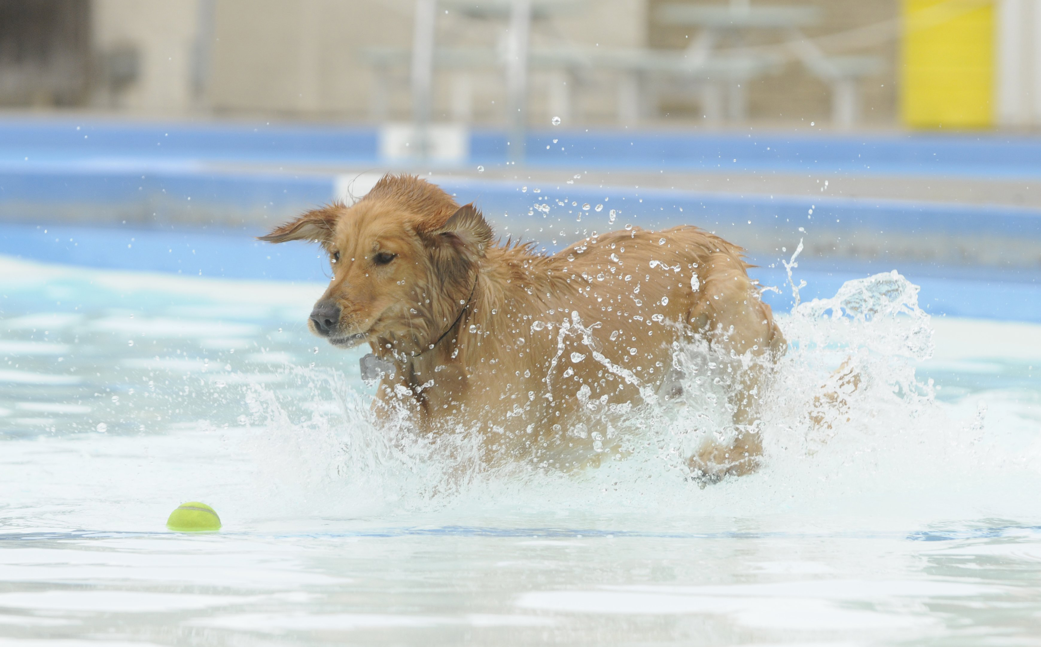 doggy paddle aquatic center
